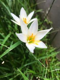 Close-up of white crocus flower
