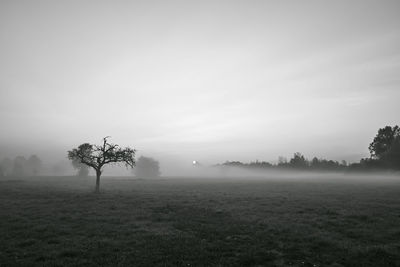 Trees on field against sky