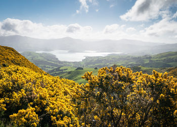 Yellow flowering plants on land against sky