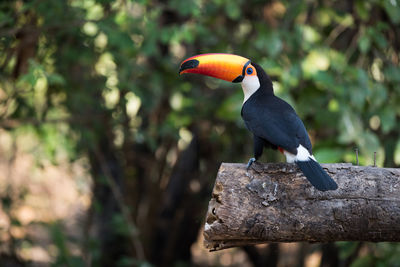 Toucan perching on wood