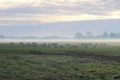 Scenic view of field against sky