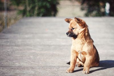 Dog looking away