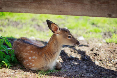 Deer in a field