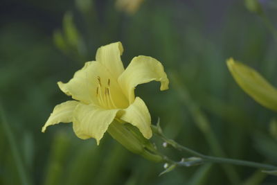 Close-up of yellow rose flower bud