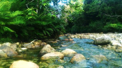 Rocks by river in forest