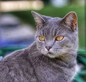 Close-up of cat looking away against blurred background