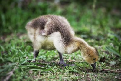 Close-up of grass in field