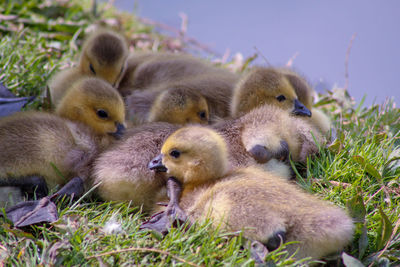 Close-up of gosling's on field