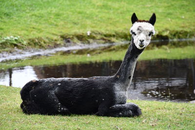 Portrait of a horse in the lake