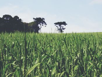 Crops growing on field against sky