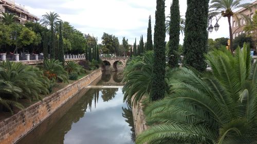 Scenic view of palm trees by lake against sky