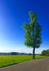 Tree by road on field against blue sky