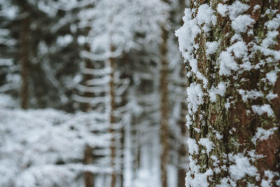Close-up of snow covered tree trunk during winter