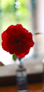 Close-up of red flowers