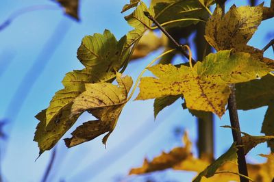 Low angle view of maple tree against sky