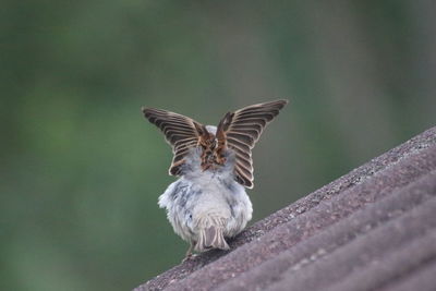 Close-up of bird flying