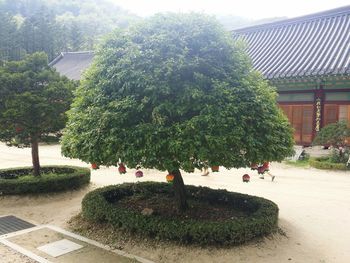 Plants growing on a tree