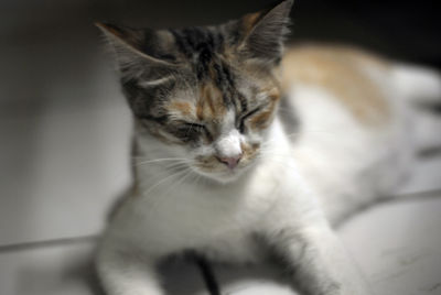 Close-up of a cat