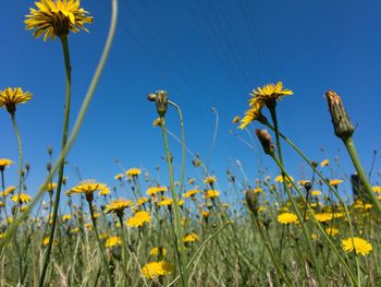 Yellow flowers blooming on field against clear blue sky