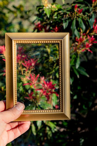 Close-up of hand holding picture frame against flowering plant