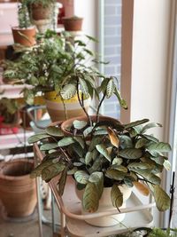 Close-up of potted plant on table at home