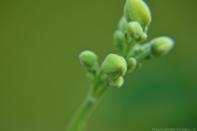 Close-up of plant