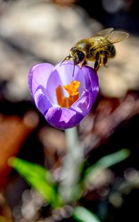 Close-up of bee pollinating on purple flower