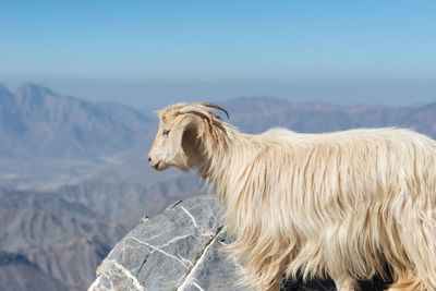 Side view of goat on mountain against sky
