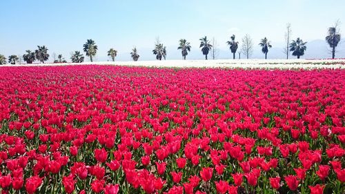 Pink flowers blooming in park