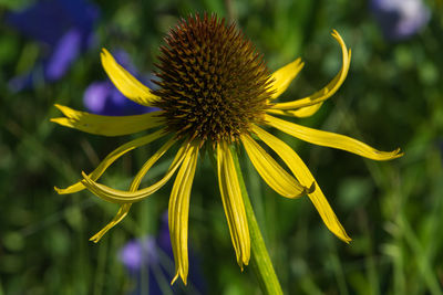 Close-up of yellow flower blooming outdoors