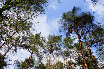 Low angle view of trees against sky