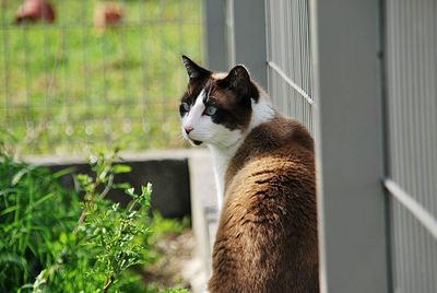 Cat looking away