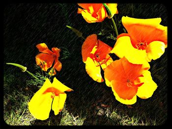 Close-up of yellow flowers