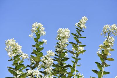 Low angle view of flowering plant against blue sky