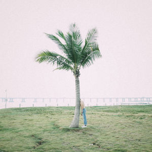 Palm tree on beach against clear sky
