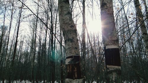 Low angle view of built structure against trees