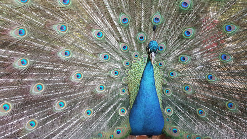 Indian green peafowl, blue peafowl, pavo cristatus, peacocks or peahens fanned out its massive tail.