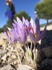 Close-up of purple crocus flowers on land