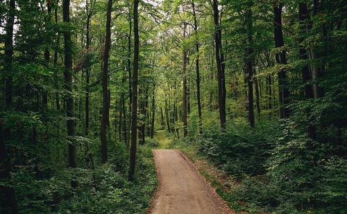 Walkway amidst trees in forest