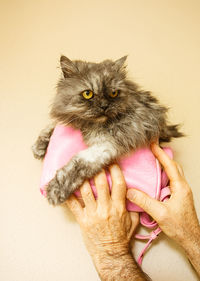 Close-up of hand holding cat against white background