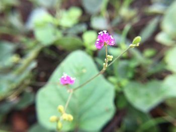 Close-up of pink flowering plant