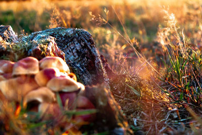 Close-up of tree stump by mushrooms on land during sunset