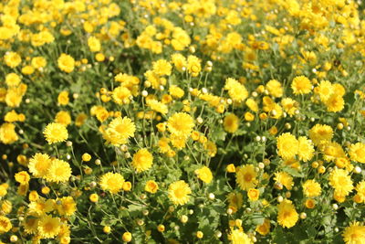 Close-up of fresh yellow flowers