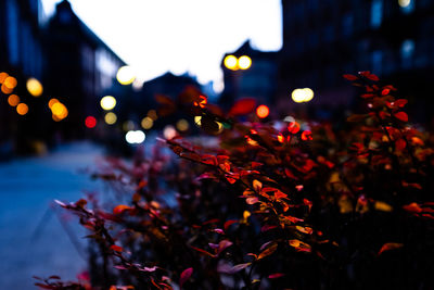 Close-up of illuminated maple leaves at night