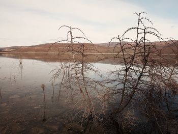 Bare tree in lake