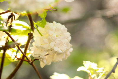 Close-up of white flowering plant