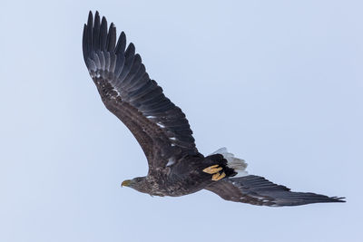 Low angle view of eagle flying against clear sky