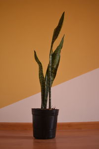 Close-up of potted plant on table at home