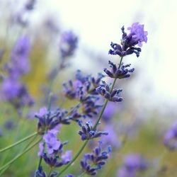 Close-up of purple flowers