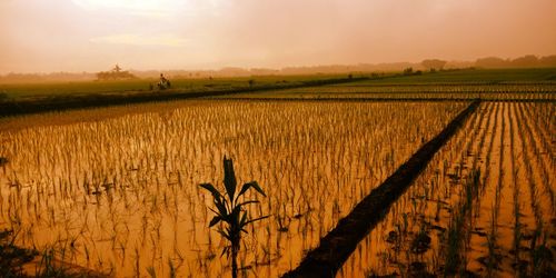 Scenic view of agricultural field against sky during sunset